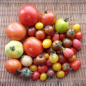 《2025終了》無農薬とまといろいろの口コミ・レビュー(スケさん)