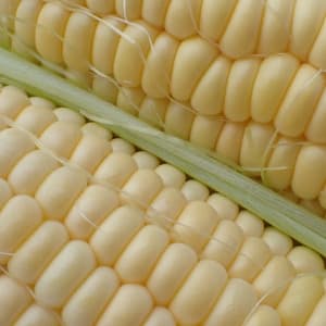 《2025終了》無農薬 朝採りトウモロコシの口コミ・レビュー(スケさん)