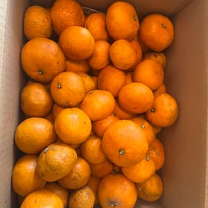 無農薬・自然栽培＜みかん＞家庭用　の口コミ・レビュー(chocomintさん)