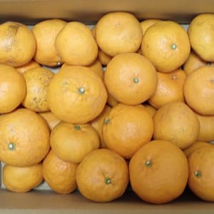 農薬・化学肥料不使用＜はやか＞今までで1番の美味しい柑橘です！の口コミ・レビュー(スケさん)