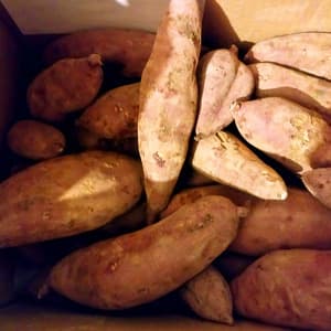 自然栽培/自然乾燥〈べにはるか〉大分県産さつまいものレビュー