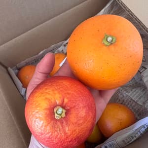 農薬・化学肥料不使用の愛媛県産ブラッドオレンジ＜有機JAS認証＞の口コミ・レビュー(ホルンさん)