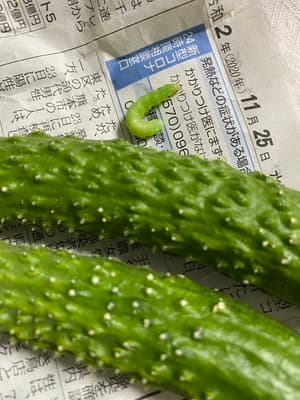 さすが無農薬、アオムシがいましたの画像 1