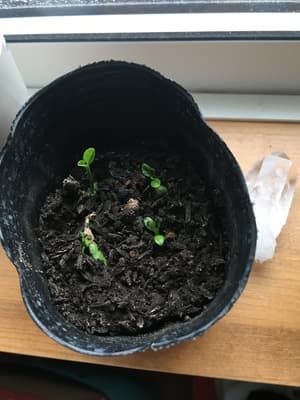 芽が出ましたの画像 1
