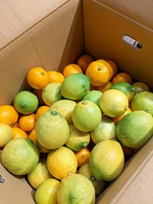 11月はグリーンレモンの画像 1