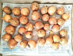 小ぶりだから使用量の加減がしやすい♪の画像 1