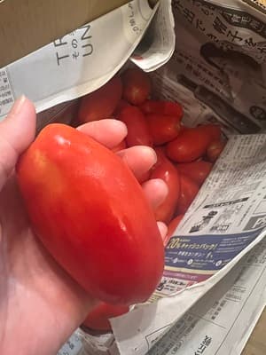 逞しく育ったサンマルツァーノの画像 1