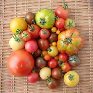 ありがとうございました✨🍅の画像 1