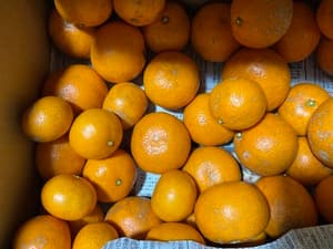 やまたんみかんの画像 1