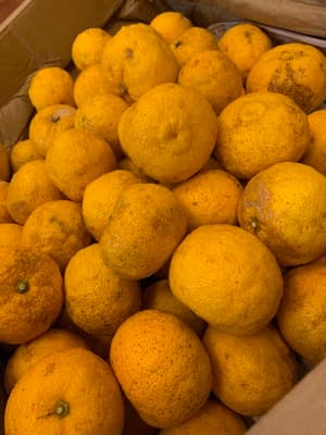 無農薬柚子を探しての画像 1