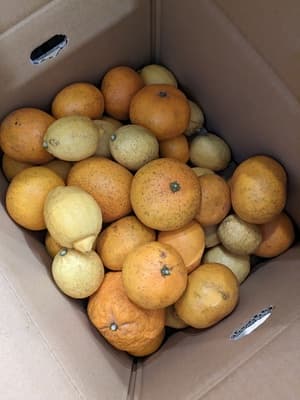 ジューシーで皮も良い香りですの画像 1