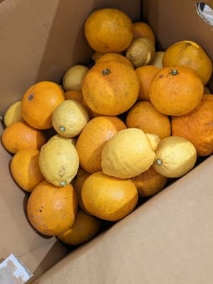 今年のレモンもとっても美味しい！の画像 1