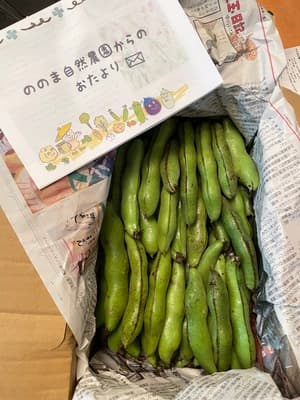 立派なそら豆でした！の画像 2