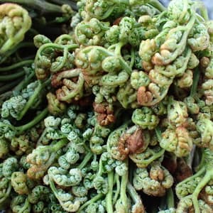 今年はわらびを堪能しました！！の画像 1