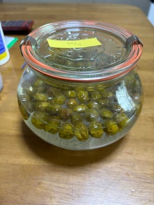 綺麗な小梅の画像 1