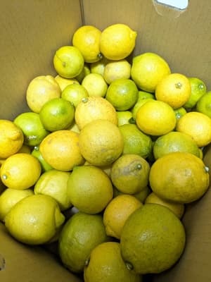 無農薬の国産ライム！！の画像 1