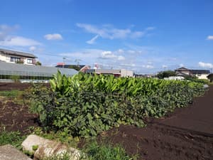 ウコンの苗の画像 1