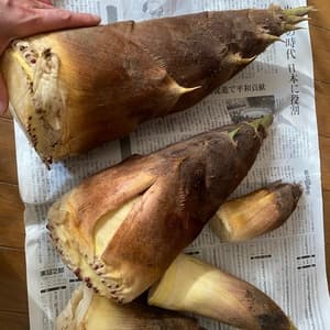 【４月限定！採りたてをお届け】孟宗竹たけのこの口コミ・レビュー(購入者さん)