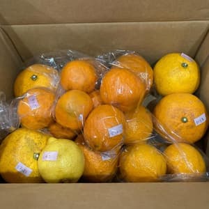 なかい果樹園の柑橘詰め合わせセット　自然栽培（農薬不使用・化学肥料不使用・除草剤不使用）の口コミ・レビュー(ゆうこさん)
