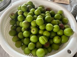 とても綺麗な小梅です！の画像 2