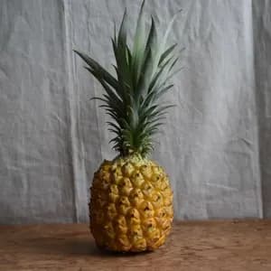 手でちぎれて芯まで甘い＜ボゴールパイン（スナックパイン）＞沖縄で有機JAS認証の完熟果実の口コミ・レビュー(もとひんさん)