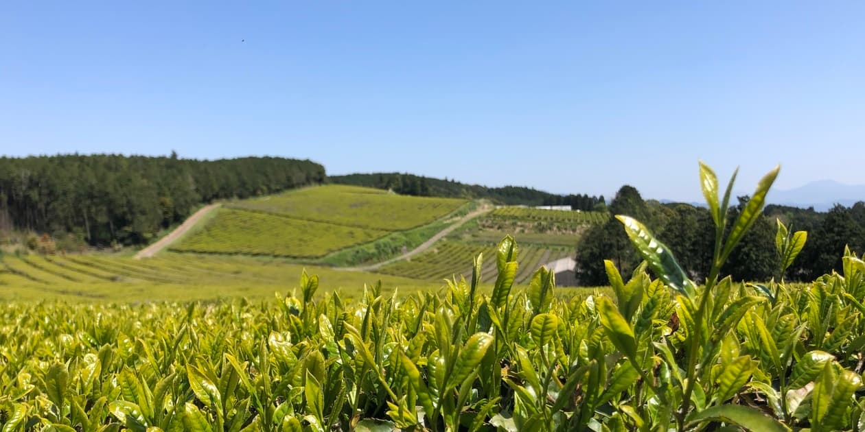 あまたま農園ロゴ