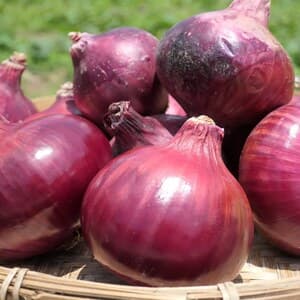 自然農たまねぎ＜無動物性堆肥・無化学肥料・無農薬＞