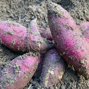 自然農法　さつまいも（紅はるか）＊無化学肥料・無動物性堆肥・ビニールマルチ不使用