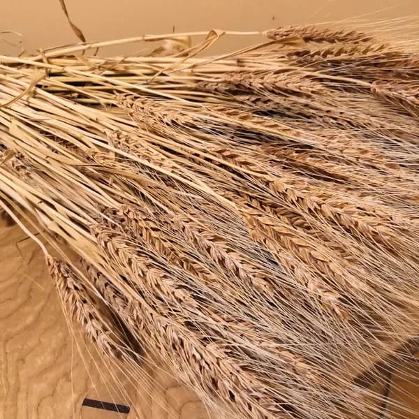 小麦ブラン（ふすま）農薬・化学肥料不使用