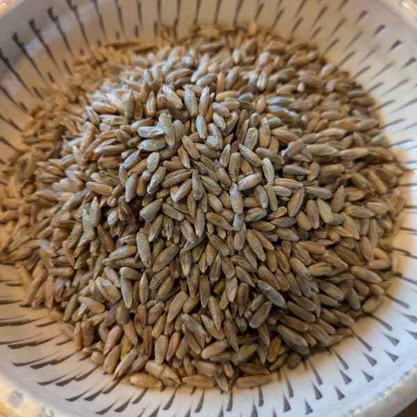 ライ麦　農薬・化学肥料不使用・小田原産