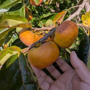 農薬・化学肥料不使用　柿の口コミ・レビュー(医食同源さん)