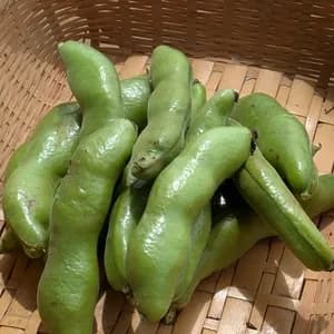 【季節限定】そらまめ（農薬・化学肥料不使用）のレビュー
