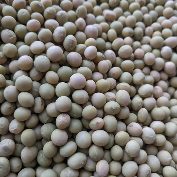 在来青系＜大豆＞農薬・化学肥料不使用