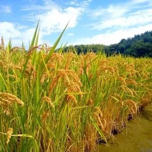 ハッピーヒル令和7年度産【はざかけ天日干し / 無肥料・無農薬】の口コミ・レビュー(ROSEさん)