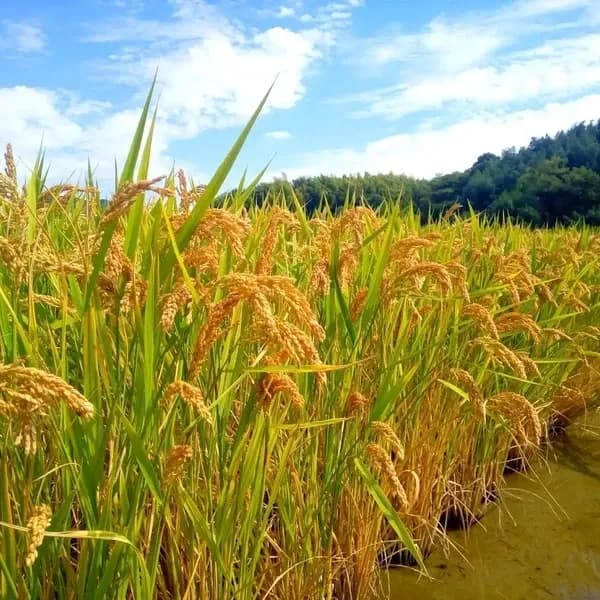 ハッピーヒル令和7年度産【はざかけ天日干し / 無肥料・無農薬】