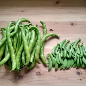 春のまめ豆セット（そら豆ﾌｧｰﾍﾞ&ｽﾅｯﾌﾟｴﾝﾄﾞｳ）【無肥料・無農薬】