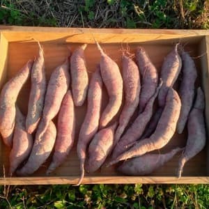 さつまいも（ベニハヤト・紅隼人）2023年産【無肥料・無農薬】