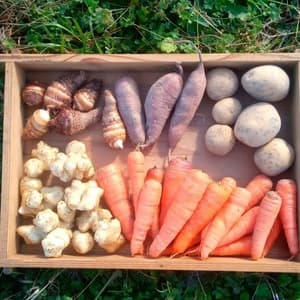 冬の根菜５種セット【無肥料・無農薬】