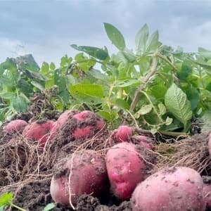 じゃがいも（アンデスレッド）【無肥料・無農薬】