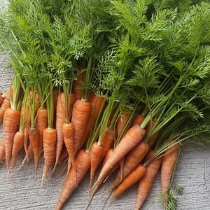 黒田五寸人参２ｋｇ【無肥料・無農薬】の口コミ・レビュー(にこまるさん)