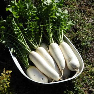 自然農 大根の口コミ・レビュー(櫻子さん)