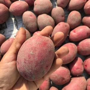 自然農　じゃがいも