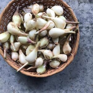 自然農　ラッキョウの口コミ・レビュー(ウキウキさん)