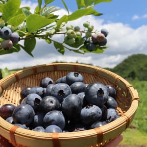 農薬不使用仙台市秋保産ブルーベリー