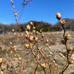 ブルーベリーの剪定作業と花芽の成長