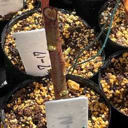 ブルーベリー挿し木の萌芽