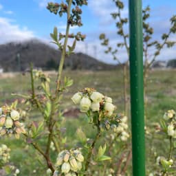 ブルーベリーが開花しました