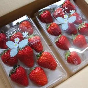 日本みつばちが飛び交う、ぶんぶんいちご（紅ほっぺ）のレビュー