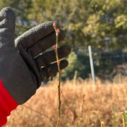 ブルーベリーの新芽と、やわらかい空