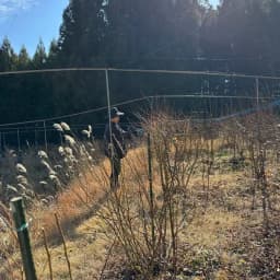 冬の畑と、おにぎり三つ